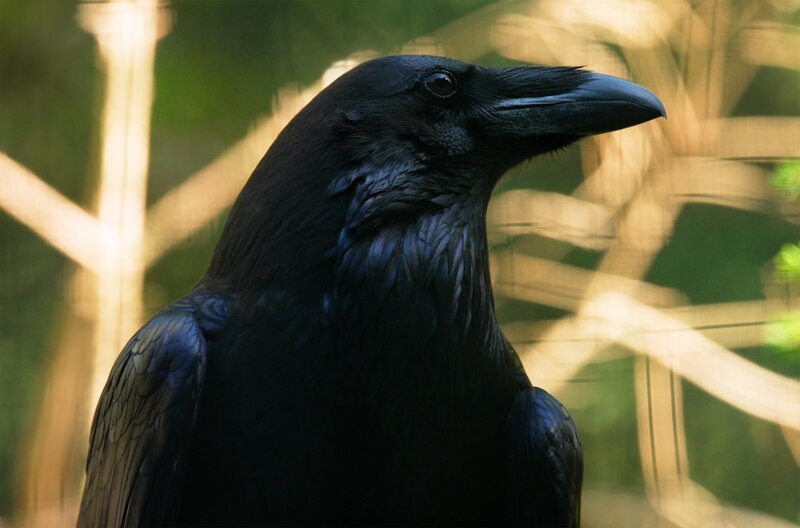 Raben gelten als sehr schlau und lernfähig. – Bild: SWR
