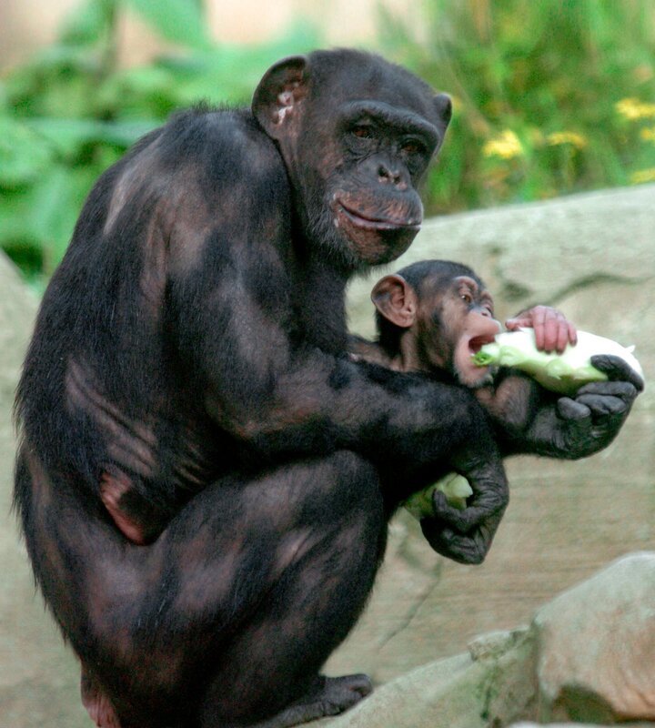 Die Schimpansen üben sich heute als Häuslebauer. – Bild: RB/​Achiv Zoo am Meer, Bremerhaven