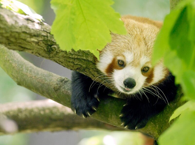 Katzenbär – Bild: rbb/​Thomas Ernst