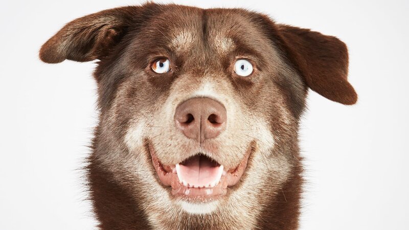 Hund. – Bild: Warner Bros. Discovery