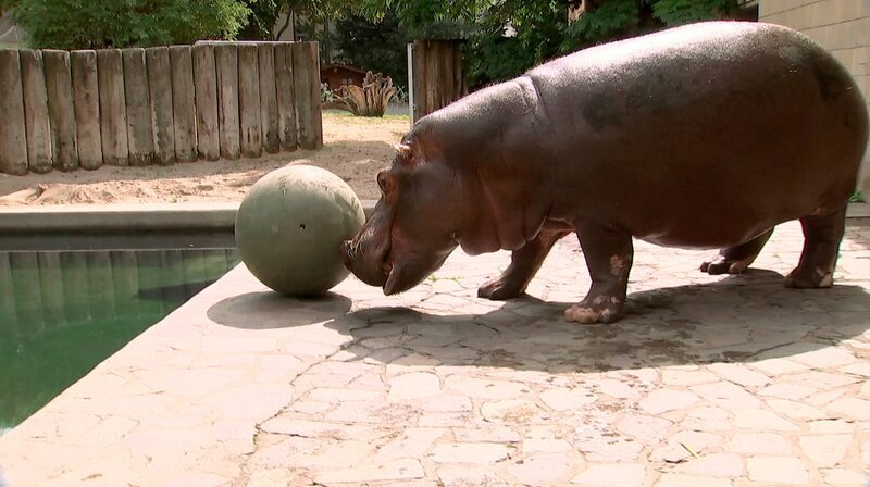 Flusspferd Petra – Bild: HR