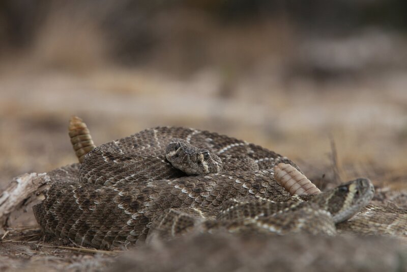Serpents à sonnette – Bild: PLURIMEDIA (Animal Planet)