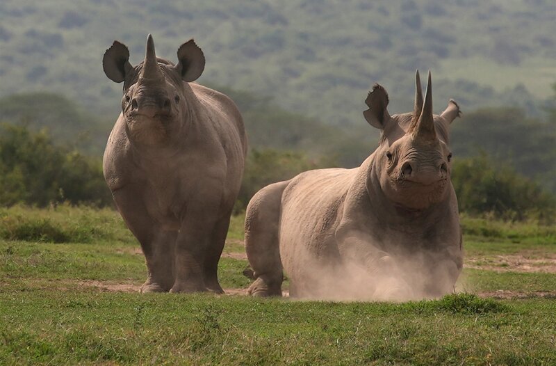 Der spitze Mund verräts – sie zupfen lieber Blätter und Sträucher: Spitzmaulnashörner in Afrika. – Bild: SWR/​NDR/​Roland Gockel