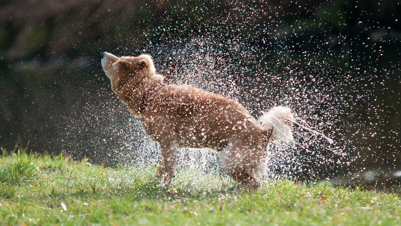 Shiba Inu dog shaking off water after bath in the river – Bild: irontrybex