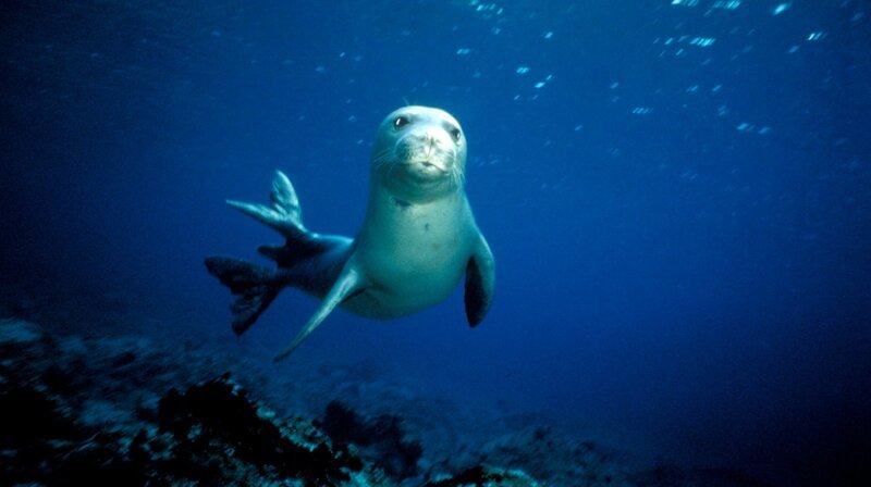 Vor einigen Jahrzehnten waren die Mönchsrobben schon beinahe ausgestorben. – Bild: NDR/​doclights GmbH/​Terra Mater Studios GmbH/​Boreales, Panda Photo FDi Dominico Biosphoto
