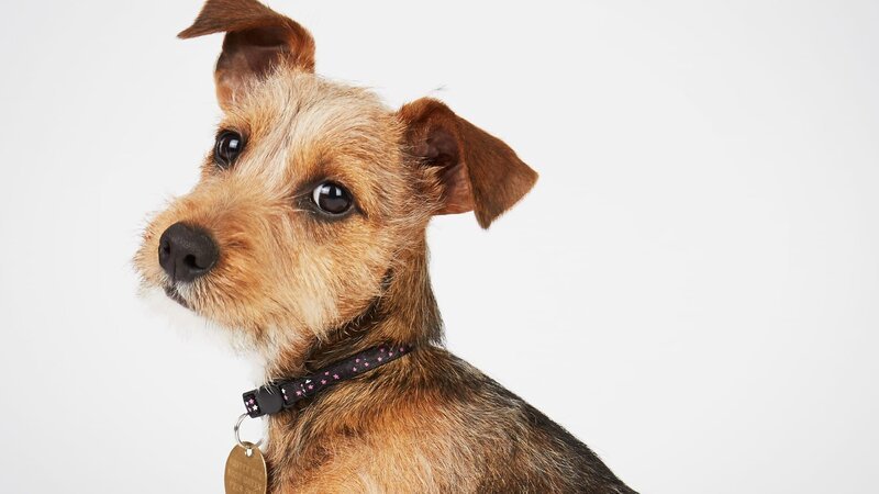 Hund. – Bild: Warner Bros. Discovery