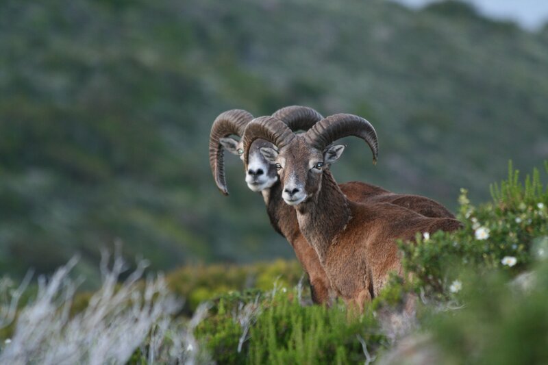 Es gibt noch 300 Mufflons auf der Insel Elba. – Bild: ZDF und BR/​Claudio Bellina