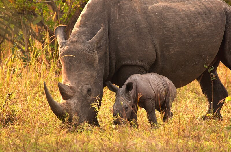 Nashorn-Mutter Maleika und ihr neugeborener Sohn Pipo, der noch unsicher auf den Beinen steht. – Bild: SWR/​NDR/​Roland Gockel