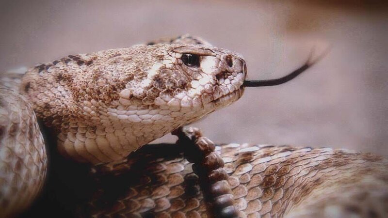 W. Diamondback. – Bild: Discovery Communications, Inc.
