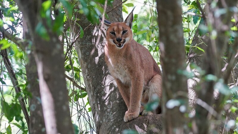 Karakal  Die Verwendung des sendungsbezogenen Materials ist nur mit dem Hinweis und Verlinkung auf RTL+ gestattet. – Bild: RTL /​ Earth Touch