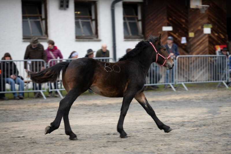 Pferd – Bild: Andreas Kaboto Photography