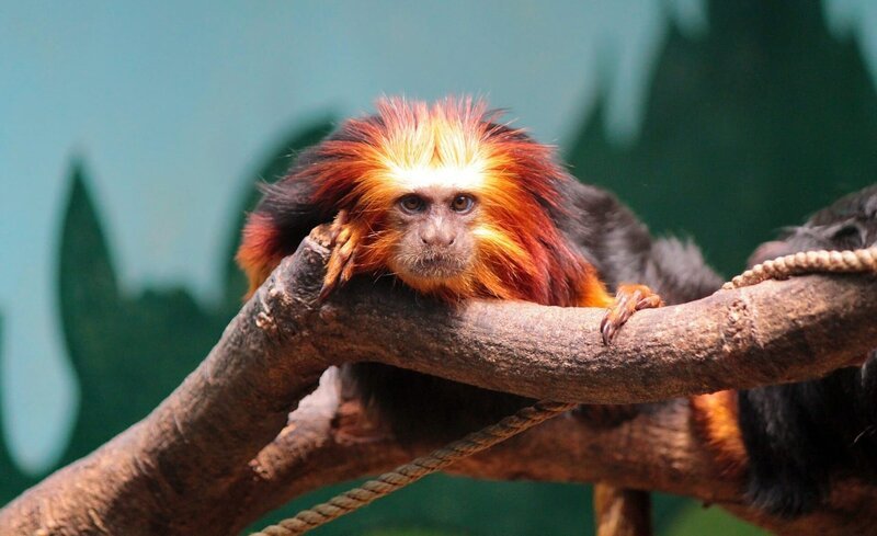 lion tamarin, zoo, goldkopflöwenäffchen – Bild: CC0 Public Domain