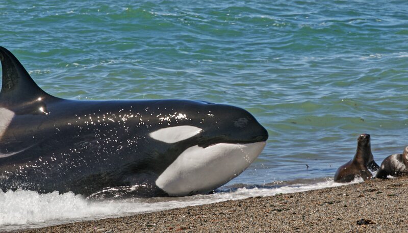 An Argentiniens Küste haben Orcas eine einzigartige Jagdtechnik entwickelt – bei der sie selbst Gefahr laufen zu stranden. – Bild: WDR/​Light & Shadow GmbH/​Christian Baumeister