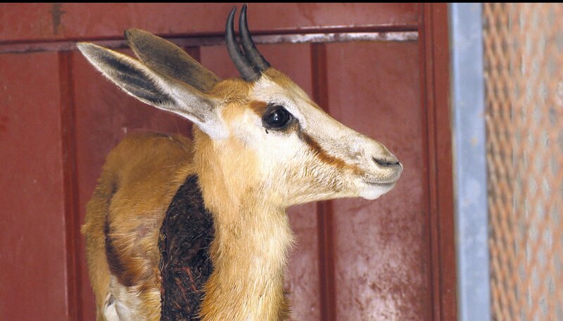 Springbock-Weibchen Blomiki wurde von einem Geparden attackiert. – Bild: SWR/​Harald Mittermüller