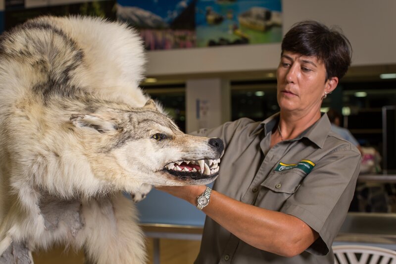 Australischer Grenzschutzbeamter mit einem Timberwolf-Fellteppich. – Bild: CH Media