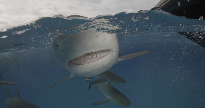 Ein Schwarzspitzen-Karibik-Riffhai zeigt seine Zähne bei einem Tauchgang in die tiefen Gewässer des Bermuda-Dreiecks. – Bild: 2024 Warner Bros. Discovery, Inc. or its subsidiaries and affiliates. All rights reserved.