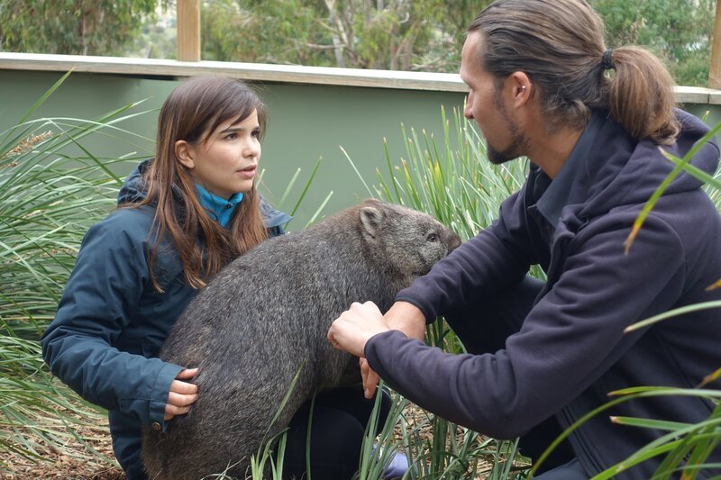 Wombats haben am Hintern eine harte Knochenplatte, mit der sie den Eingang zu ihrem Bau verschließen können. – Bild: BR/​Text und Bild Medienproduktion GmbH & Co.KG