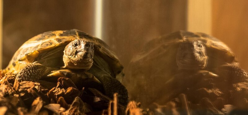 Sherlocks Schildkröte Clyde … – Bild: CBS Television