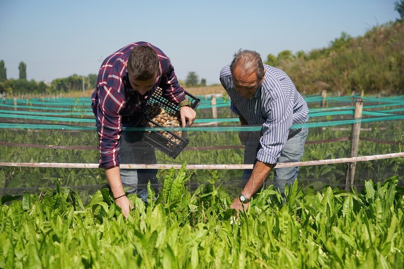 Köstliches Piemont – Im Herzen des Piemonts. Davide Porro und Opa Michele bei ihren Schnecken. – Bild: SRF/​Florianfilm GmbH