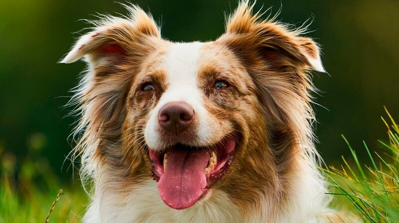 Gerade bei pubertierenden Hunden (hier Australian Shepard) ist es unerlässlich, dass der Besitzer konsequent mit seinem Tier arbeitet. – Bild: phoenix/​ZDF/​arte/​Jens-Uwe Heins