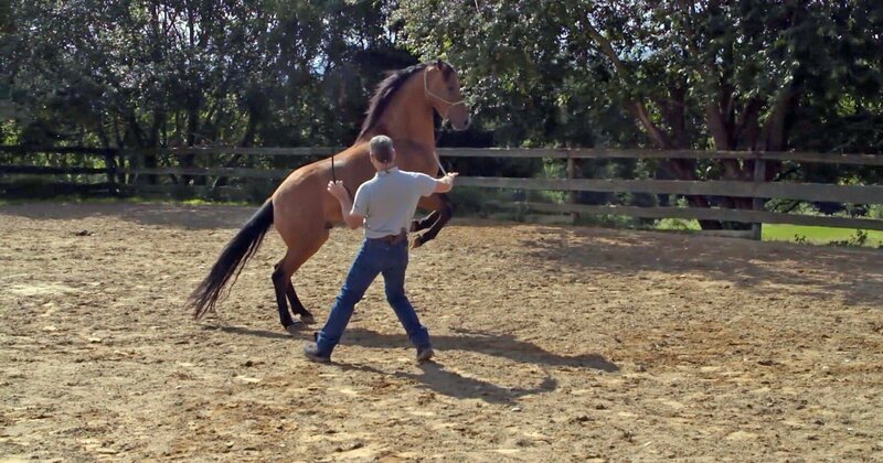 „Columbus“ warf seine Besitzerin schon mehr mal im hohen Bogen herunter. Inzwischen gibt es in der Ausbildung des fünfjährigen Wallachs mehr Rückschritte als Erfolgserlebnisse zu verzeichnen. Kann Bernd Hackl helfen? – Bild: VOX /​ Mina TV