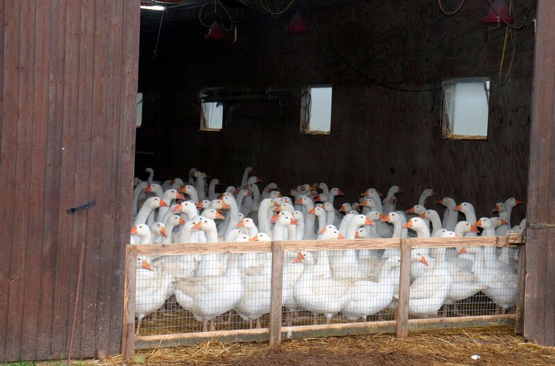 Gänse sind Freilandtiere. Stallpflicht gefällt ihnen gar nicht. – Bild: NDR