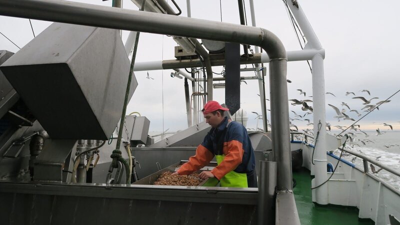 Krabbenfischer Hendrik Dirks arbeitet an Bord seines Kutters auf der Nordsee, während über dem Wattenmeer die Möwen kreisen. – Bild: WeltN24 GmbH