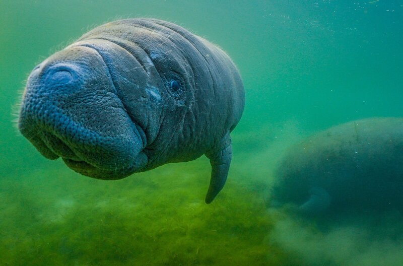 In Florida schafft eine private Initiative Lebensräume für vom Aussterben bedrohte Seekühe. – Bild: Längengrad Filmproduktion