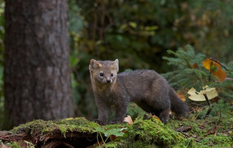 Zobel halten sich vorwiegend am Boden auf doch können sie auch gut klettern. – Bild: RTL /​ Terra Mater /​ Interspot /​ Franz Hafner /​ Der schwarze Drache