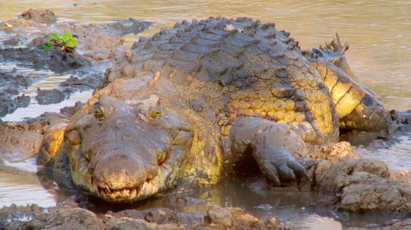 Das Luangwa-Tal liegt im Osten Sambias. Es ist ein Tal der Extreme, das ein einzigartiges Naturschutzgebiet umfasst und unzähligen Wildtieren eine Heimat bietet. – Bild: phoenix/​ZDF