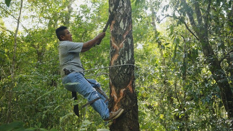 Mann auf einem Baum – Bild: THE HISTORY CHANNEL /​ PERNELMEDIA