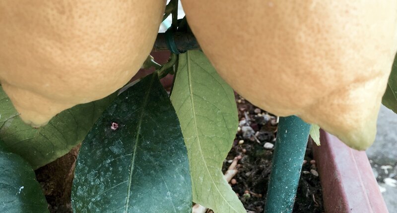 Zitronenbäume. – Bild: ORF