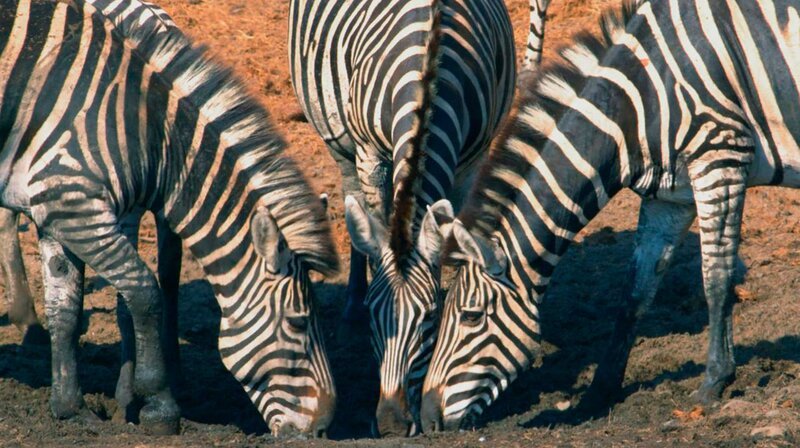 Zebras trinken aus einer Pfütze. Die Trockenzeit im Mashatu-Reservat ist eine harte Zeit für die Tiere. – Bild: phoenix/​ZDF