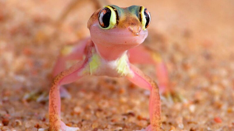 Die Wüste Namib ist einer der lebensfeindlichsten Orte der Welt. Nur dank geschickter Anpassung überleben die dort heimischen Tiere die extremen Bedingungen. – Bild: phoenix/​ZDF
