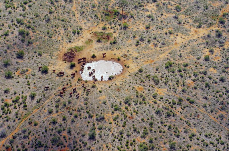 Ein Wasserloch aus der Vogelperspektive – gut zu erkennen sind die Pfade der Elefanten, die aus allen Richtungen auf das Wasserloch zulaufen. – Bild: Deeble & Stone