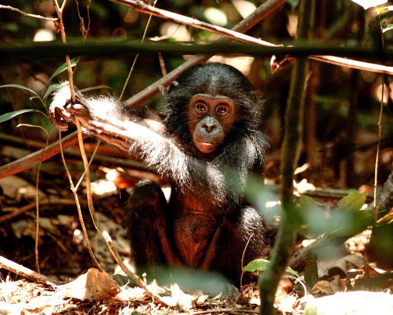 Ein junger Bonobo im National Park von Salonga. – Bild: ORF III