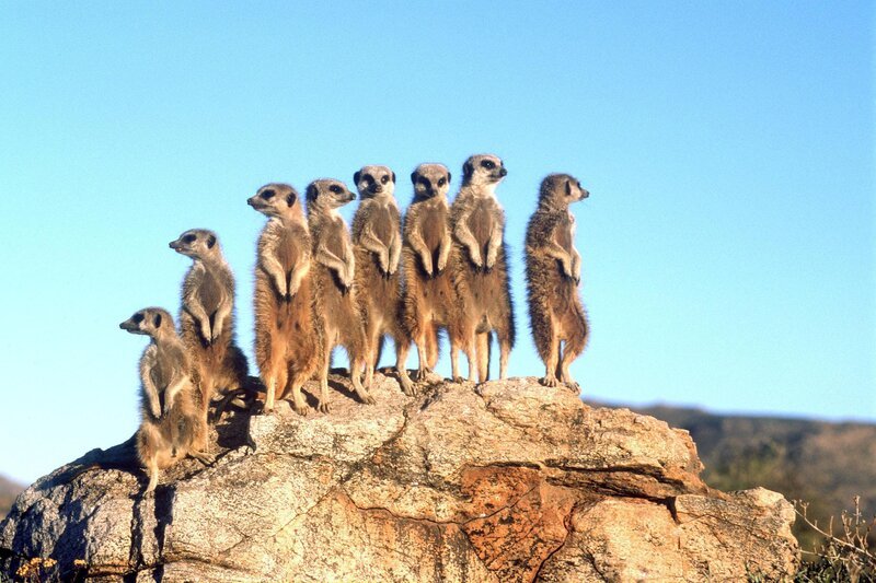 Erdmännchen. – Bild: ORF