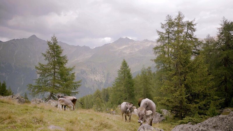 Die Tiefentalalm, Grauvieh. – Bild: ORF/​POPUP