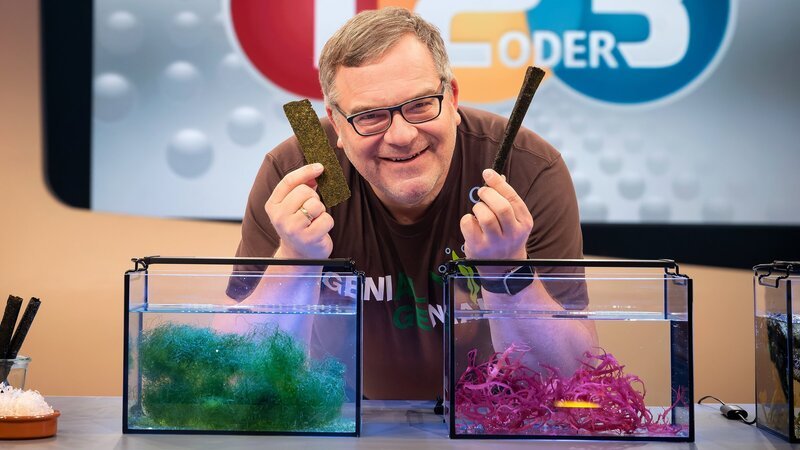 Algen haben wahre Superkräfte und schmecken auch hervorragend als Ersatz für Nudeln oder Schokolade. Ob Elton das mag? – Bild: ZDF und Ralf Wilschewski