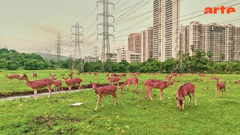 Die Axishirsche im Sanjay Gandhi Nationalpark suchen meist offene Flächen auf, an die sich Leoparden nicht unbemerkt heranschleichen können. Vor allem nachts sind die Hochhäuser am Rande des Parks hilfreich, da sie die Schlafplätze der Hirsche beleuchten. – Bild: Boas Schwarz