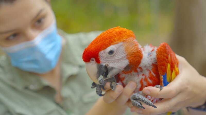 Diese Ara-Art ist vom Aussterben bedroht – Weniger als 300 Hellrote Aras leben noch in Guatemalas Wäldern. Um eine der letzten Wildpopulationen zu stärken, hat die Wildtierauffangstation „ARCAS“ ein Zuchtprogramm ins Leben gerufen. Wieder ausgewildert, sollen sie zum Erhalt der Art beitragen. – Bild: Oliver Roetz