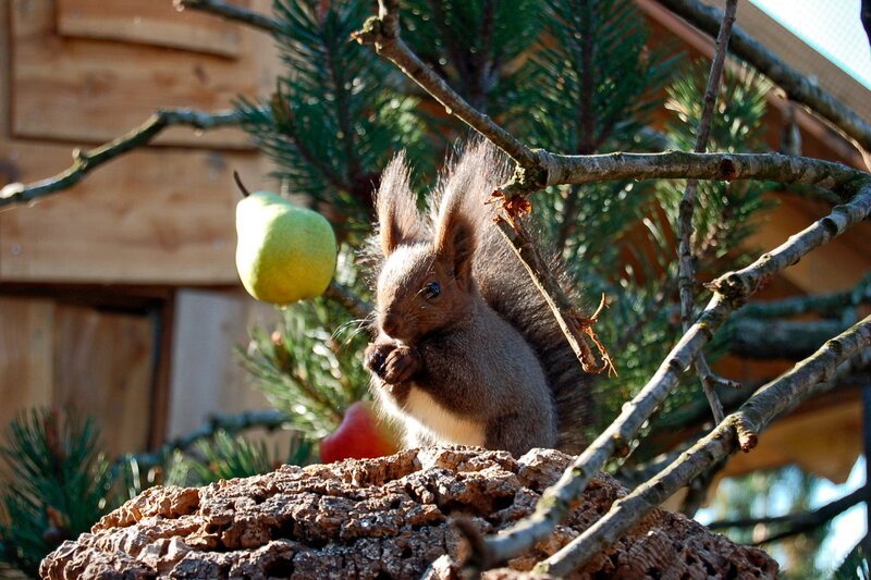 Die Sibirischen Eichhörnchen sind Feinschmecker. – Bild: RB/​Achiv Zoo am Meer, Bremerhaven