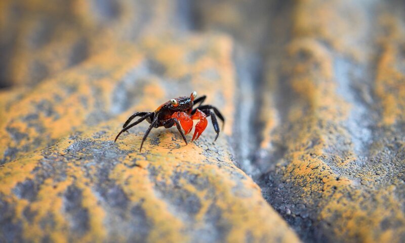 Vampirkrabbe. – Bild: ORF/​Universal/​Steve Rawlins