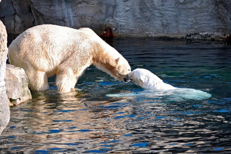 Die Eisbären im Zoo am Meer treffen erstmals direkt aufeinander. – Bild: Achiv Zoo am Meer, Bremerhaven/​BR/​Radio Bremen