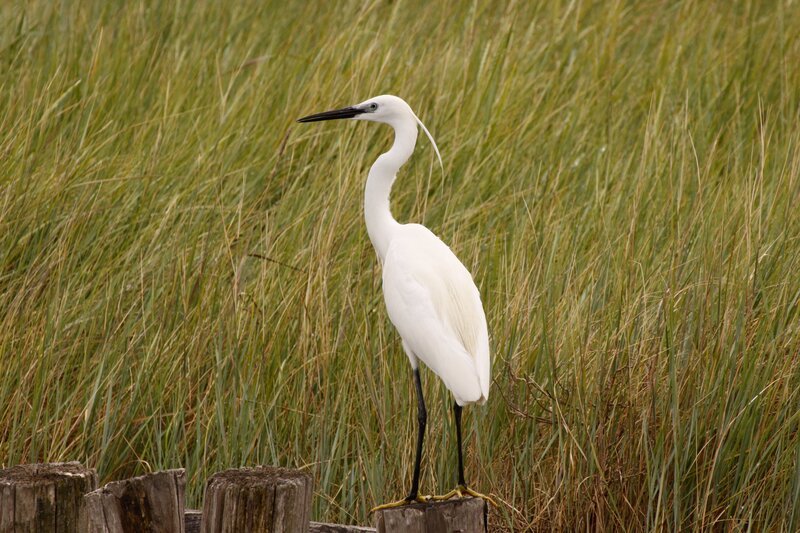 Seidenreiher sind bei ihrer Nahrungssuche äußerst geduldig. Ihrer Federn wegen wurden sie im 19. Jahrhundert noch stark bejagt. – Bild: BR