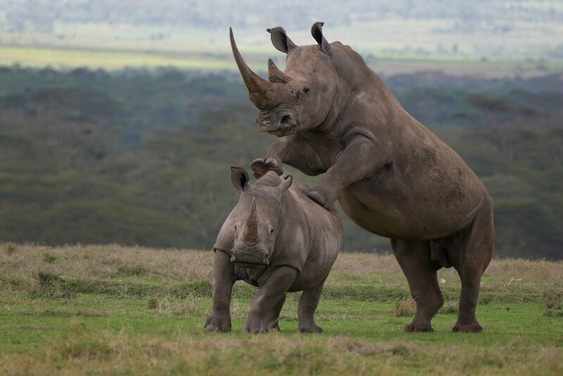 Große Liebe – Nachwuchs zu zeugen ist ein artistischer Kraftakt für Breitmaulnashörner. – Bild: ORF/​Doclights Naturfilm/​Roland Gockel
