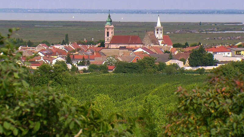 Im Weingarten, Weingut Triebaumer, Rust. – Bild: ORF/​Marx Media