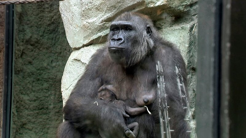 Das 14 Tage alte Gorillababy Xetsa im Frankfurter Zoo ist endlich wieder zurück bei der Mama. – Bild: HR