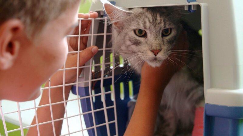 Die 14 Monate alte Maine Coon Katze Flori hat sich eine Zehe der Vorderpfote ausgerenkt. – Bild: NDR/​Doclights GmbH 2020