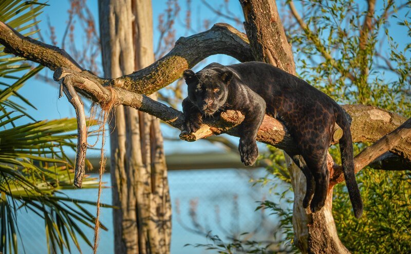 Jaguar Goshi. – Bild: ORF/​Universal/​Steve Rawlins